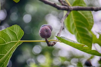 Close-up of fig growing on tree