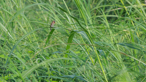 Close-up of insect on grass