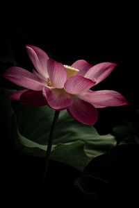 Close-up of flower blooming against black background