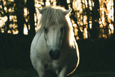 Close-up of horse standing outdoors
