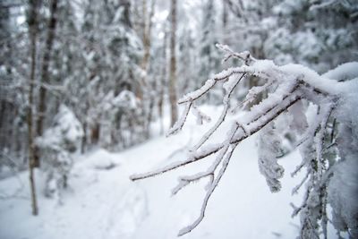 Close-up of snow on tree during winter