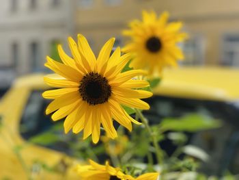 Close-up of yellow daisy flower