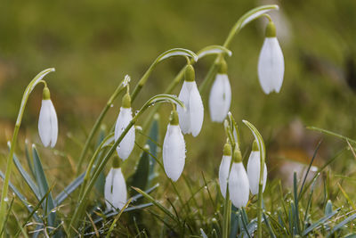 Close-up of white flowering plants on field