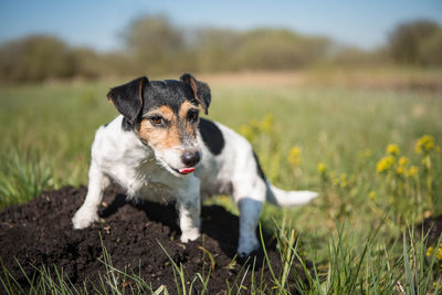 Dog looking away on field