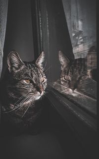 Close-up of cat looking through window