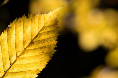 Close-up of yellow autumn leaf