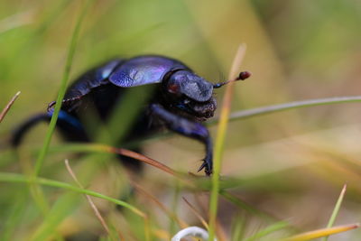 Close-up of black beetle on grass