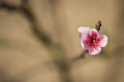 Close-up on pink flower