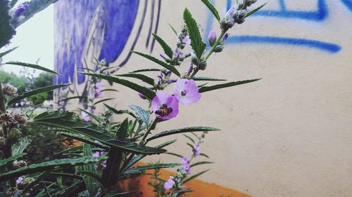 Close-up of purple flowering plant