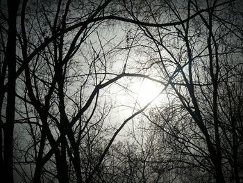bare tree