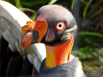 Close-up of a bird