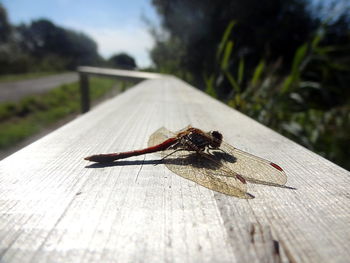 Close-up of insect