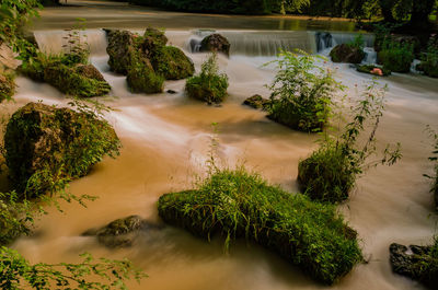 Plants growing in water against sky