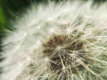 Close-up of dandelion