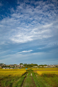 Scenic view of agricultural field against sky