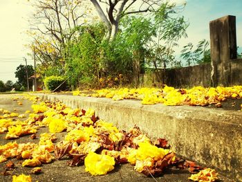 Autumn leaves on rock