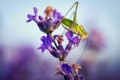 Close-up of insect on purple flowering plant