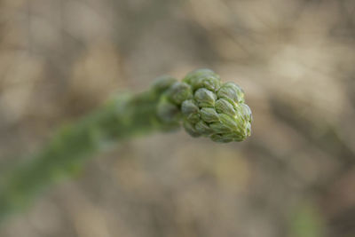 Close-up of plant growing outdoors