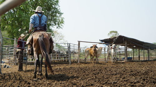 Low angle view of man riding horse in animal pen