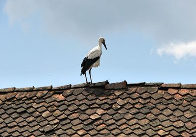 Low angle view of bird perching on roof against sky