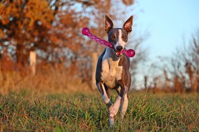 Dog running on field