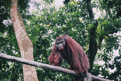 Low angle view of monkey sitting on tree in forest