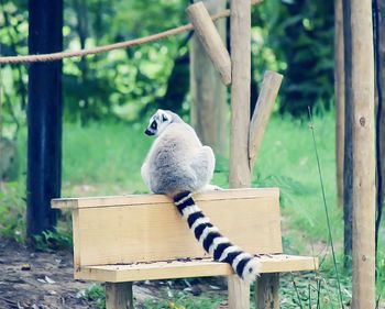 Close-up of wooden bench in zoo