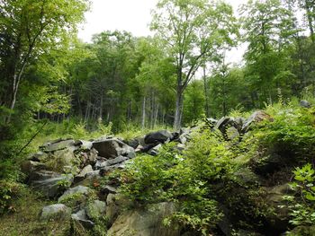 View of an animal on rock