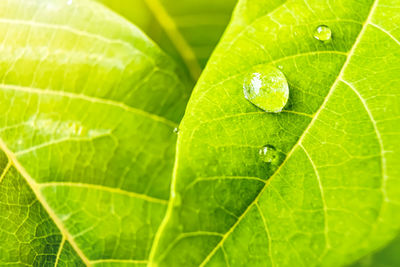 Full frame shot of wet leaves