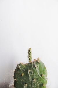 Close-up of cactus plant against white background