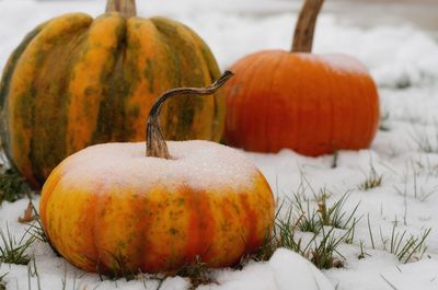 Close-up of pumpkins on field during winter