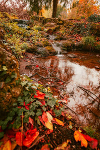 Scenic view of stream in forest