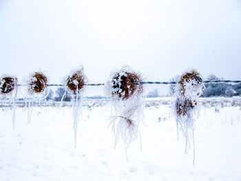 Close-up of snow