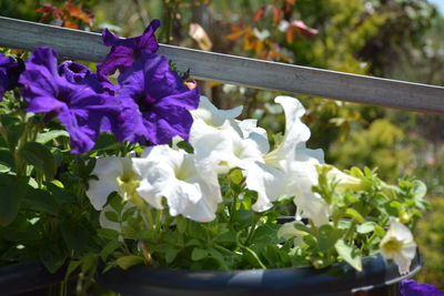 Close-up of purple flowers blooming