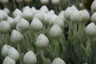 Close-up of white flowering plants