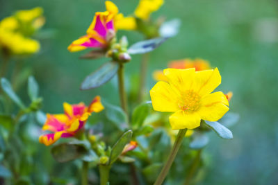 Close-up of yellow flowering plant