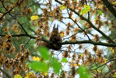 Low angle view of bird perching on tree