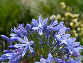 Close-up of purple blue flower