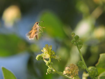 Close-up of insect on plant