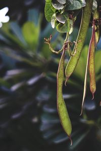 Close-up of fruit growing on tree