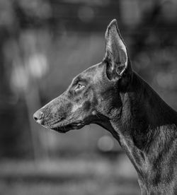 Close-up of a dog looking away