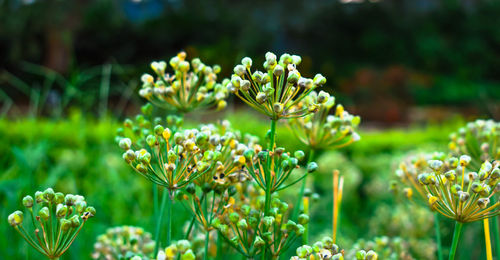 Close-up of flowering plant