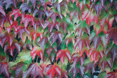 Full frame shot of multi colored leaves