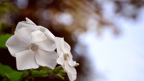 Close-up of flower against blurred background