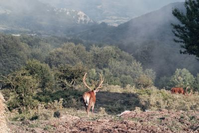 Deer in a forest