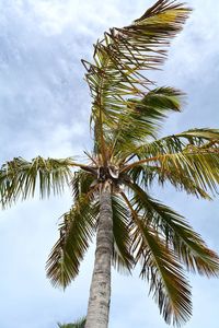 Low angle view of coconut palm tree against sky