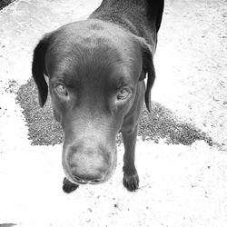 High angle portrait of dog relaxing outdoors