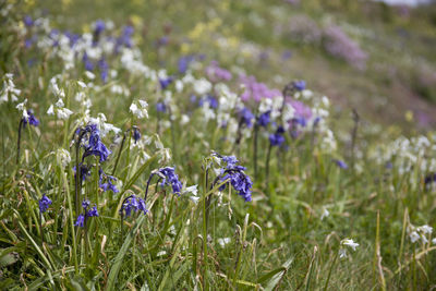 Close-up of purple lavender flowers on field