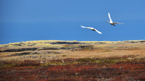 Bird flying in the sky