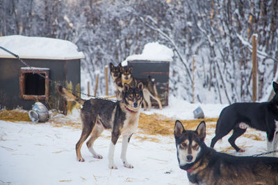 Alaskan husky sled dogs waiting for a sled pulling. dog sport in winter. 